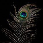تصاویر با کیفیت پر طاووس
